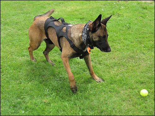 Berger Belge Malinois