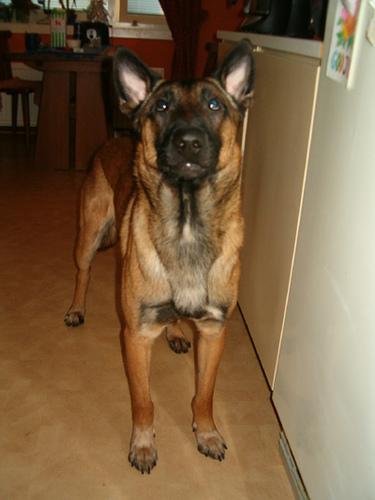 Berger Belge Malinois