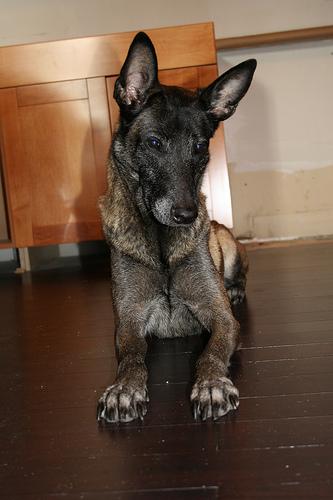 Berger Belge Malinois
