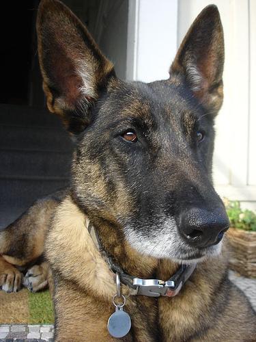 Berger Belge Malinois