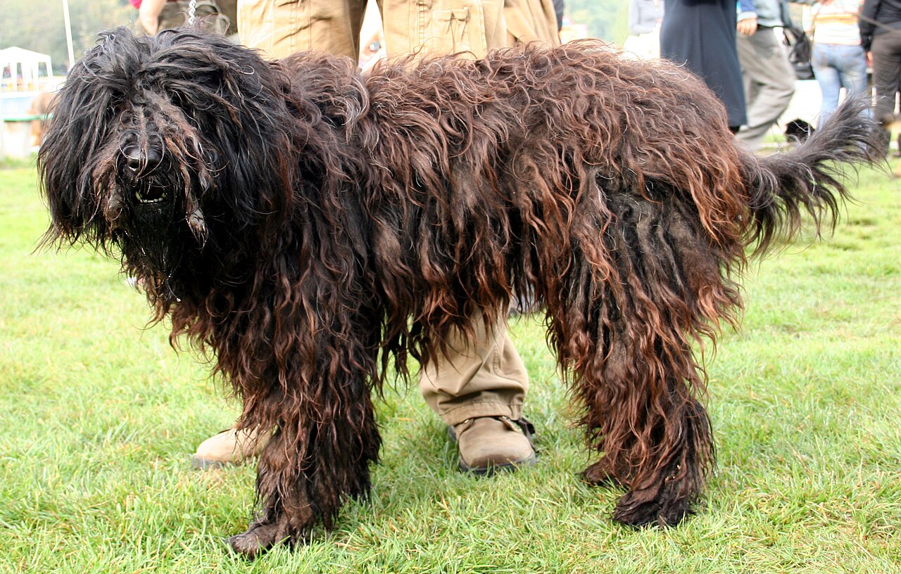 Bergamasco Sheepdog