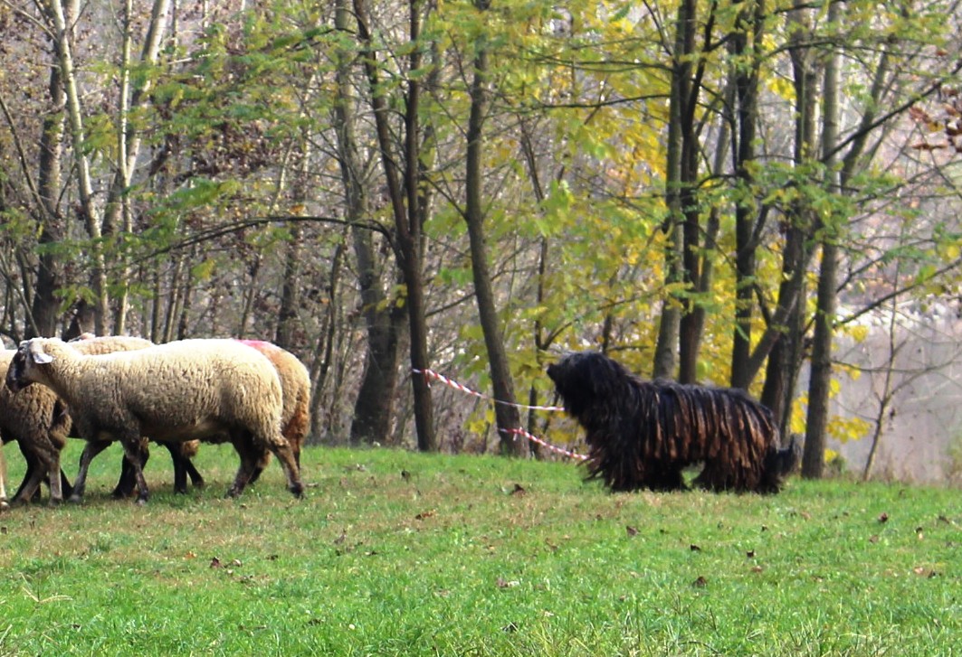 Bergamasco Sheepdog