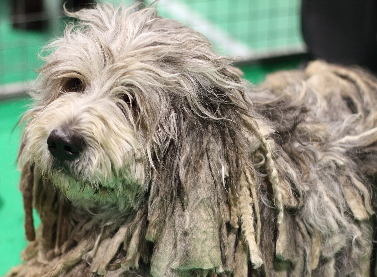 Bergamasco Sheepdog
