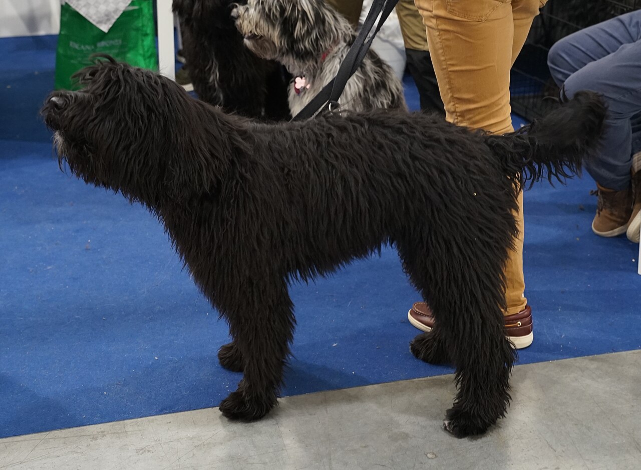 Bergamasco Sheepdog