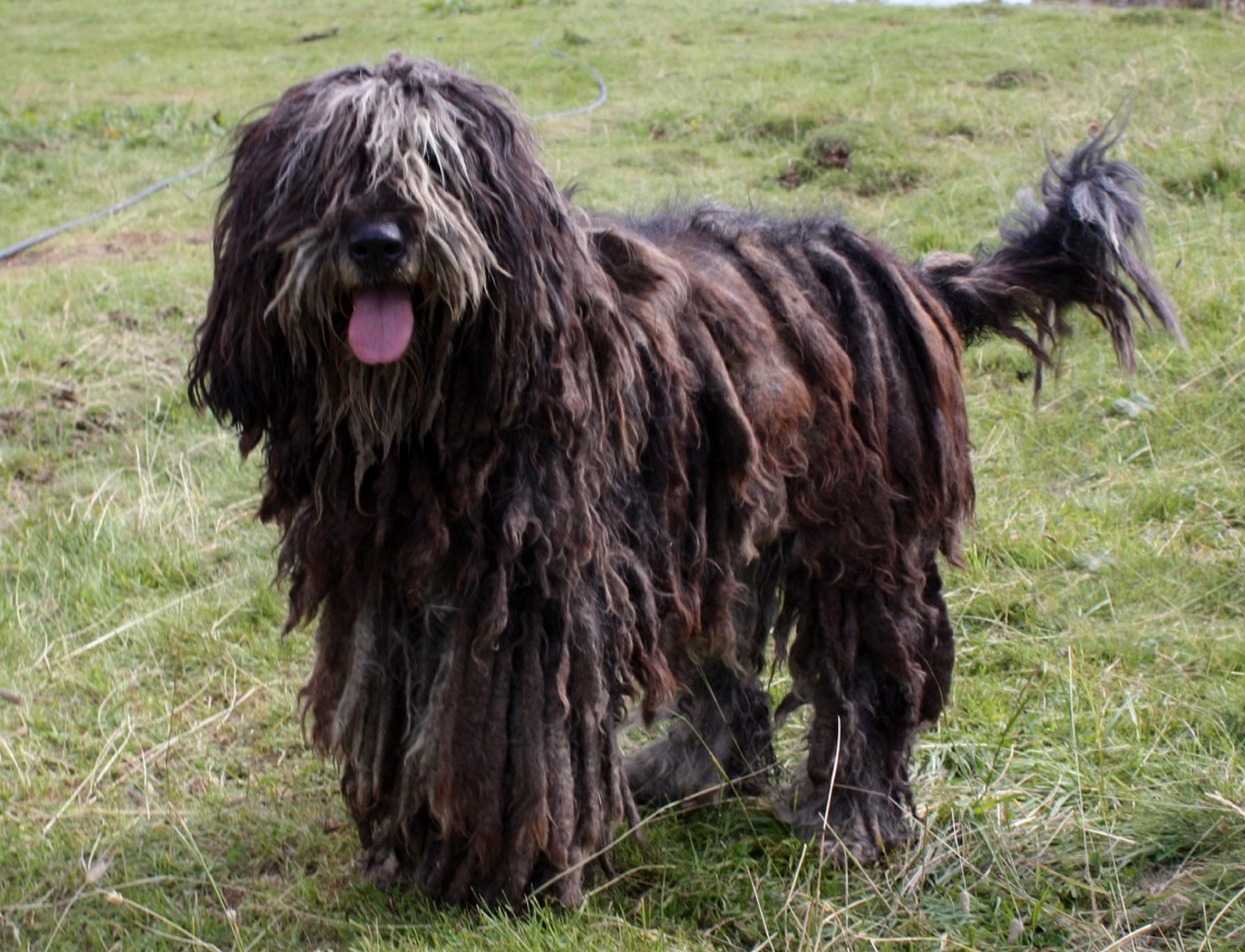Bergamasco Sheepdog