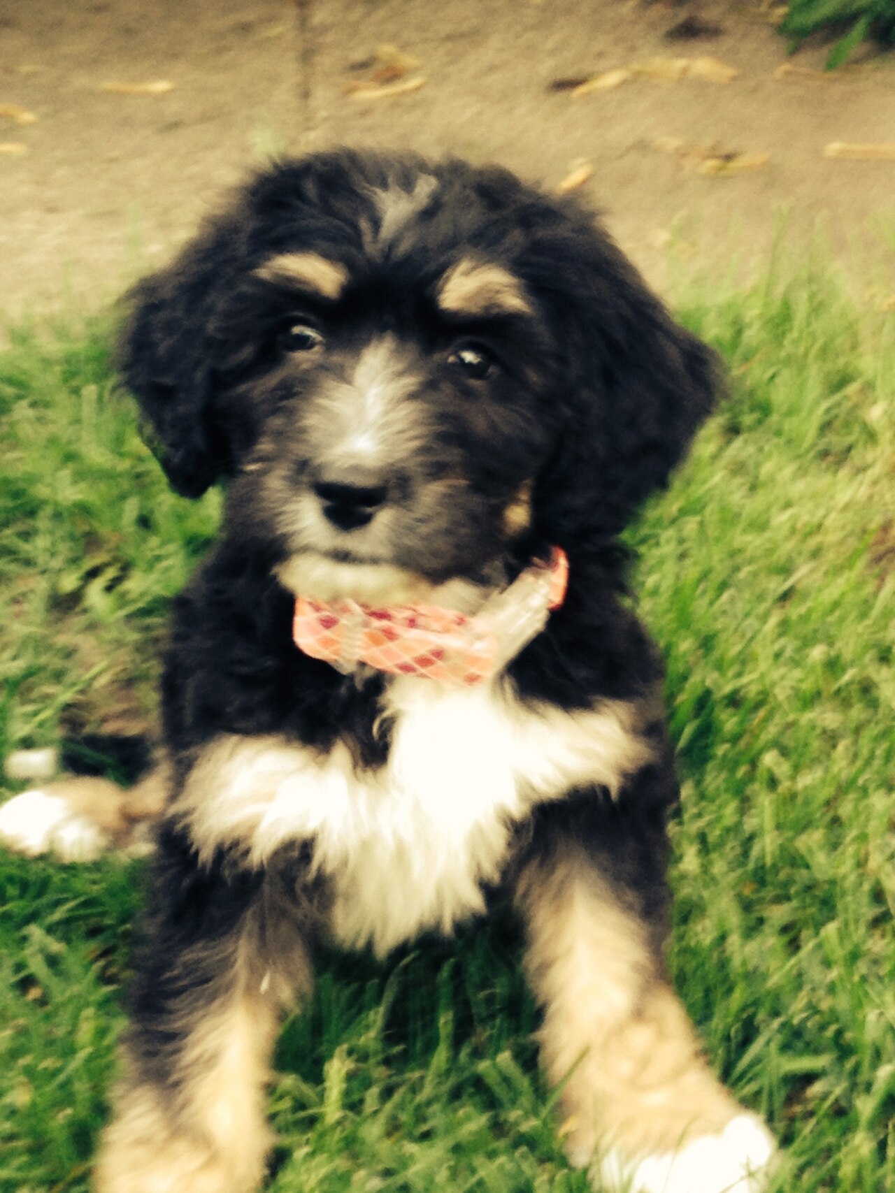 Bernedoodle