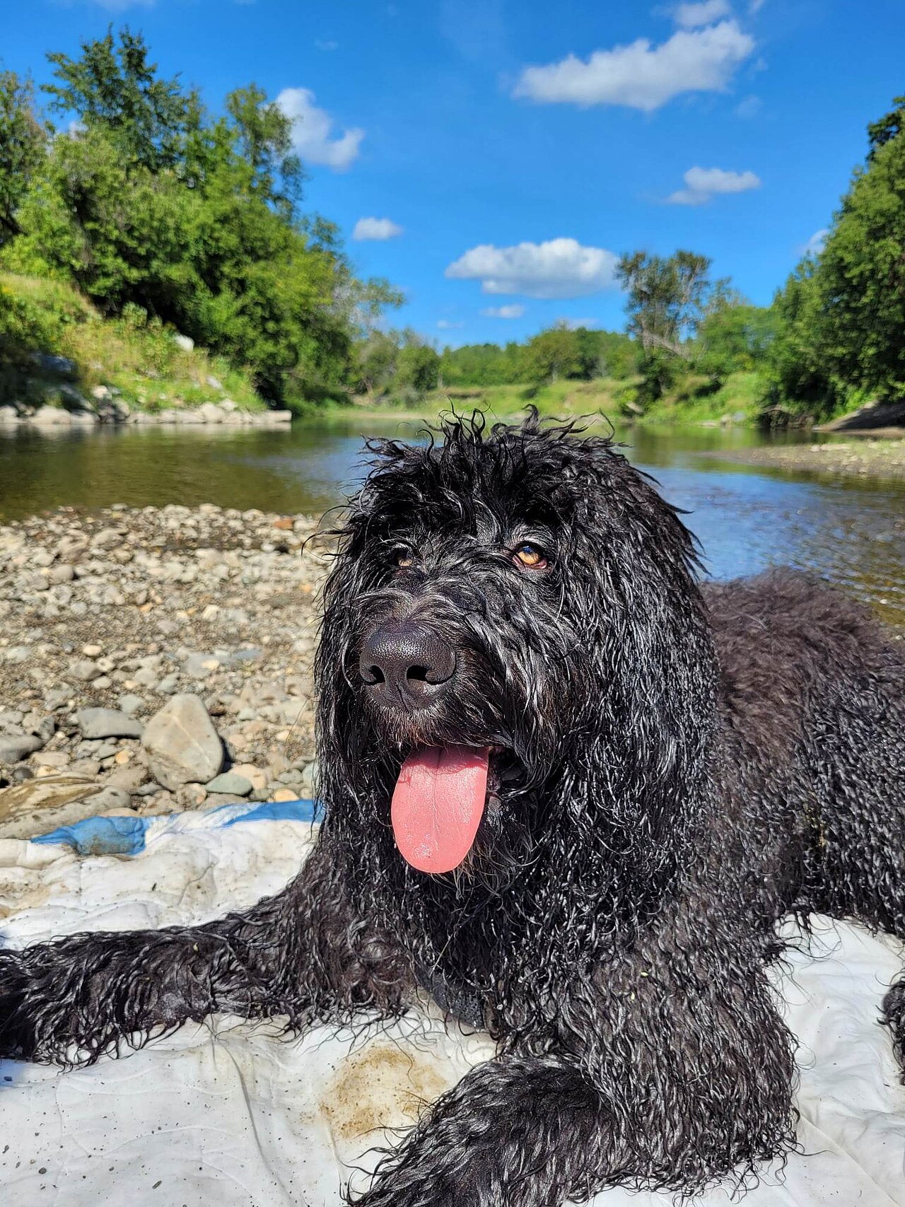 Bernedoodle