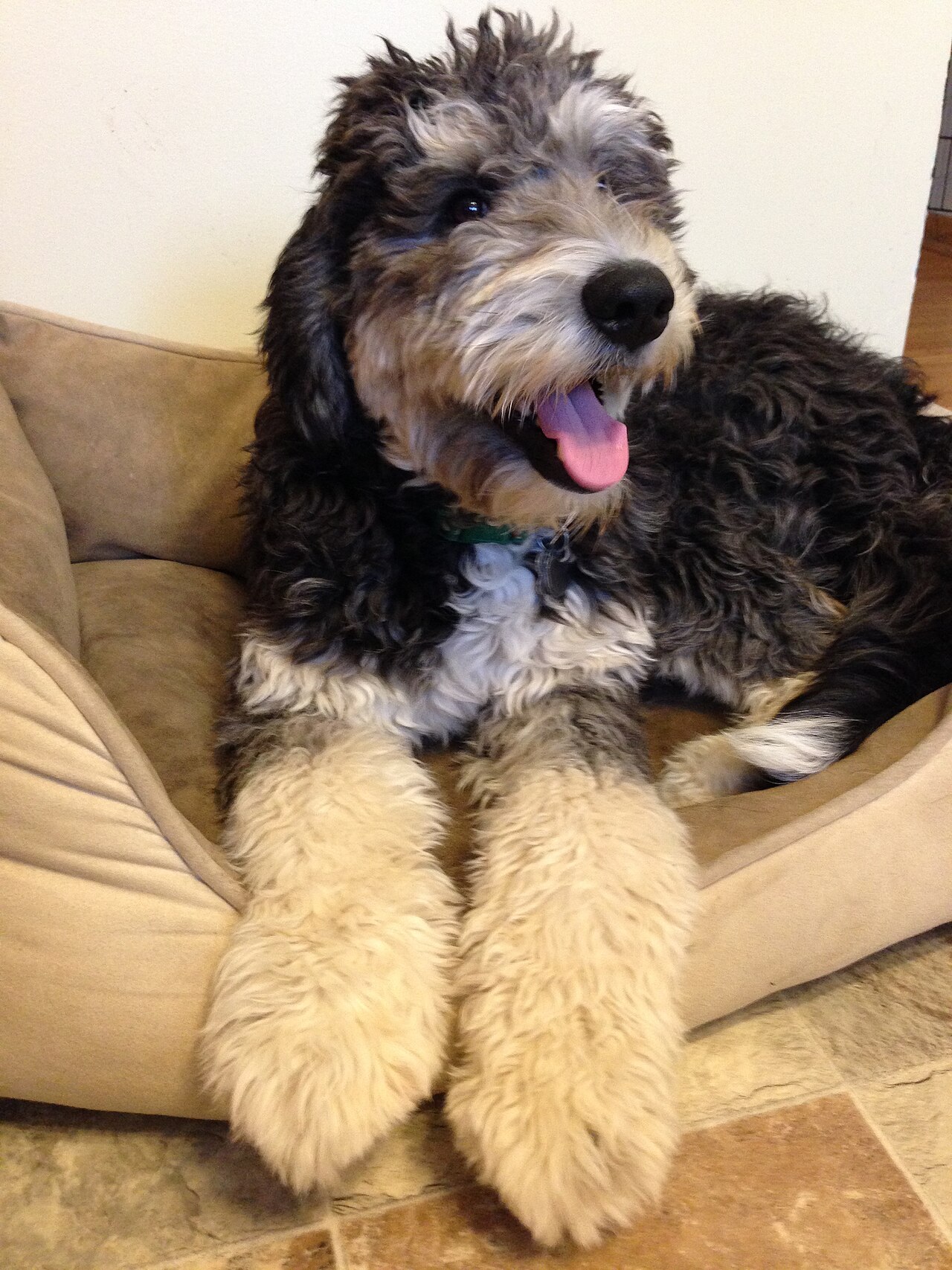 Bernedoodle