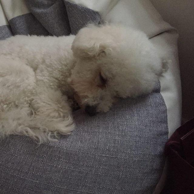 Bichon Frisé