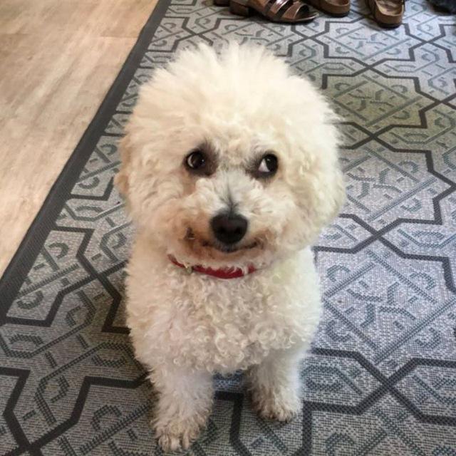 Bichon Frisé