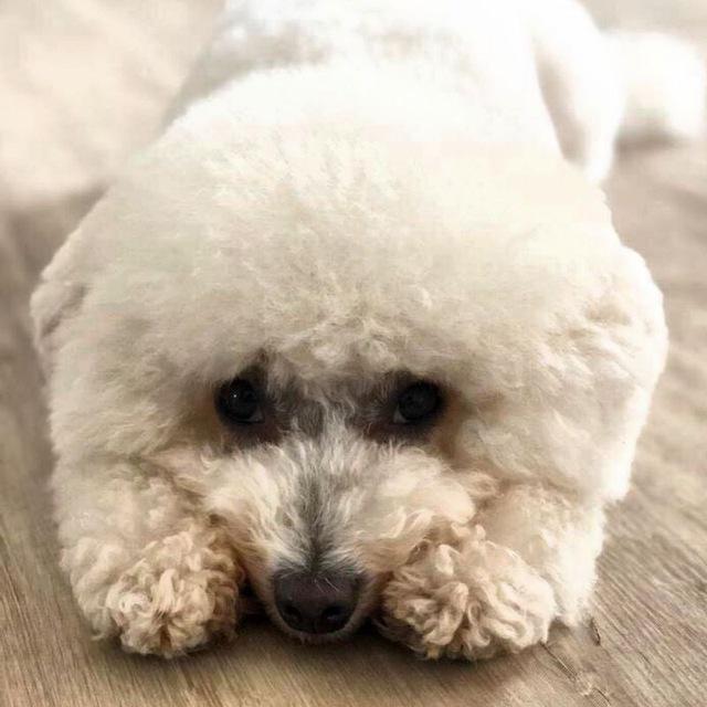 Bichon Frisé