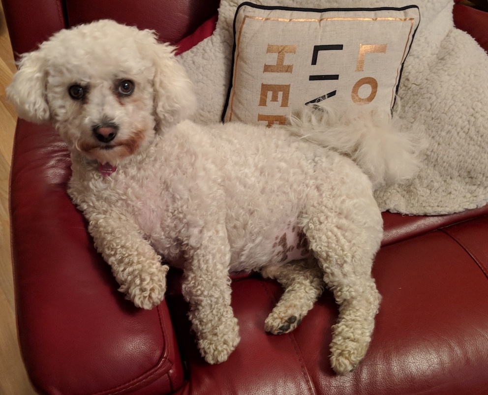 Bichon Frisé