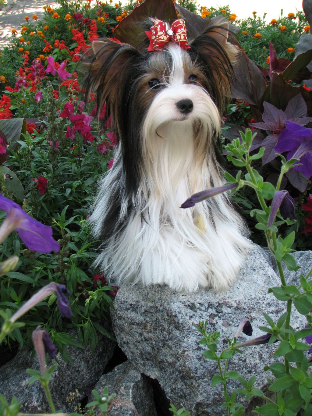 Biewer Terrier