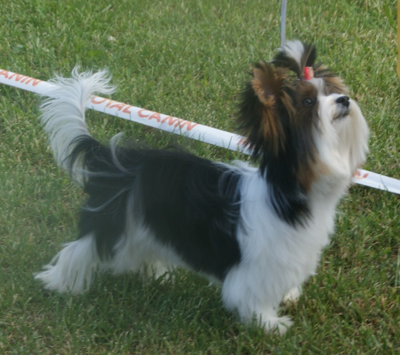 Biewer Terrier