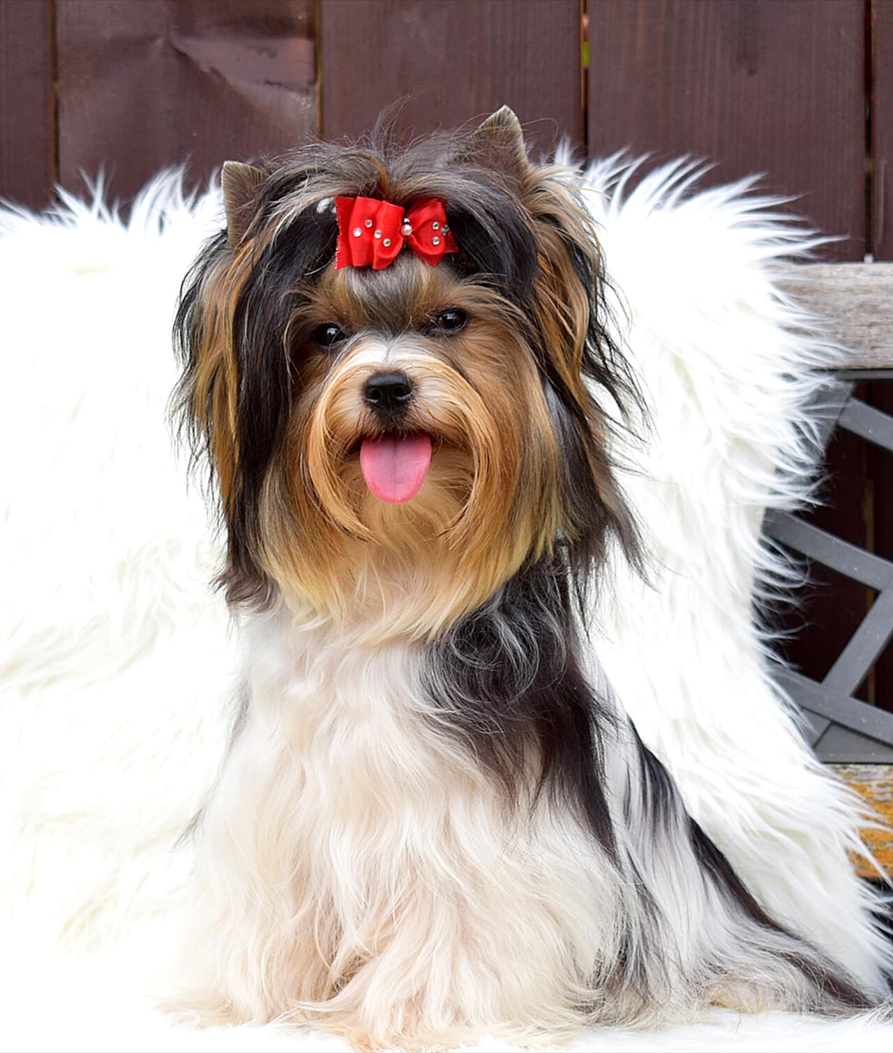 Biewer Terrier