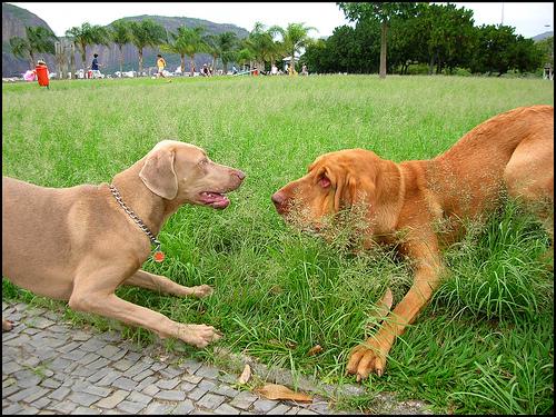 Chien de Saint-Hubert