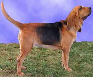 Chien de Saint-Hubert