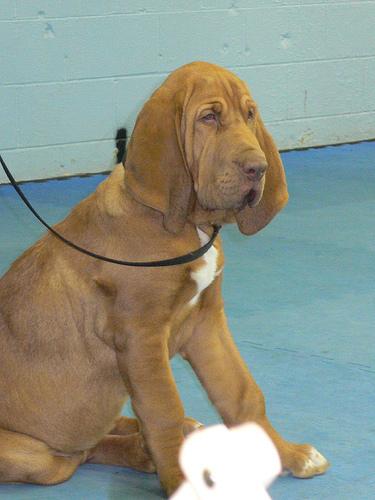 Chien de Saint-Hubert