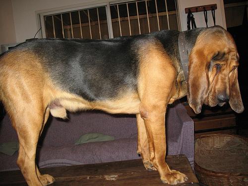 Chien de Saint-Hubert