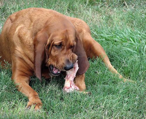 Chien de Saint-Hubert