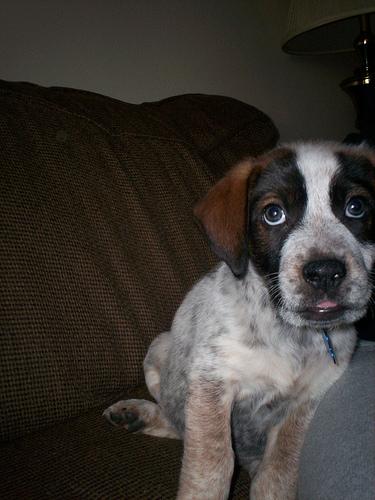 Bluetick Coonhound
