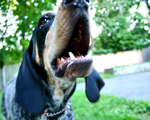 Bluetick Coonhound