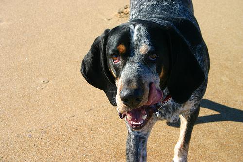 Bluetick Coonhound