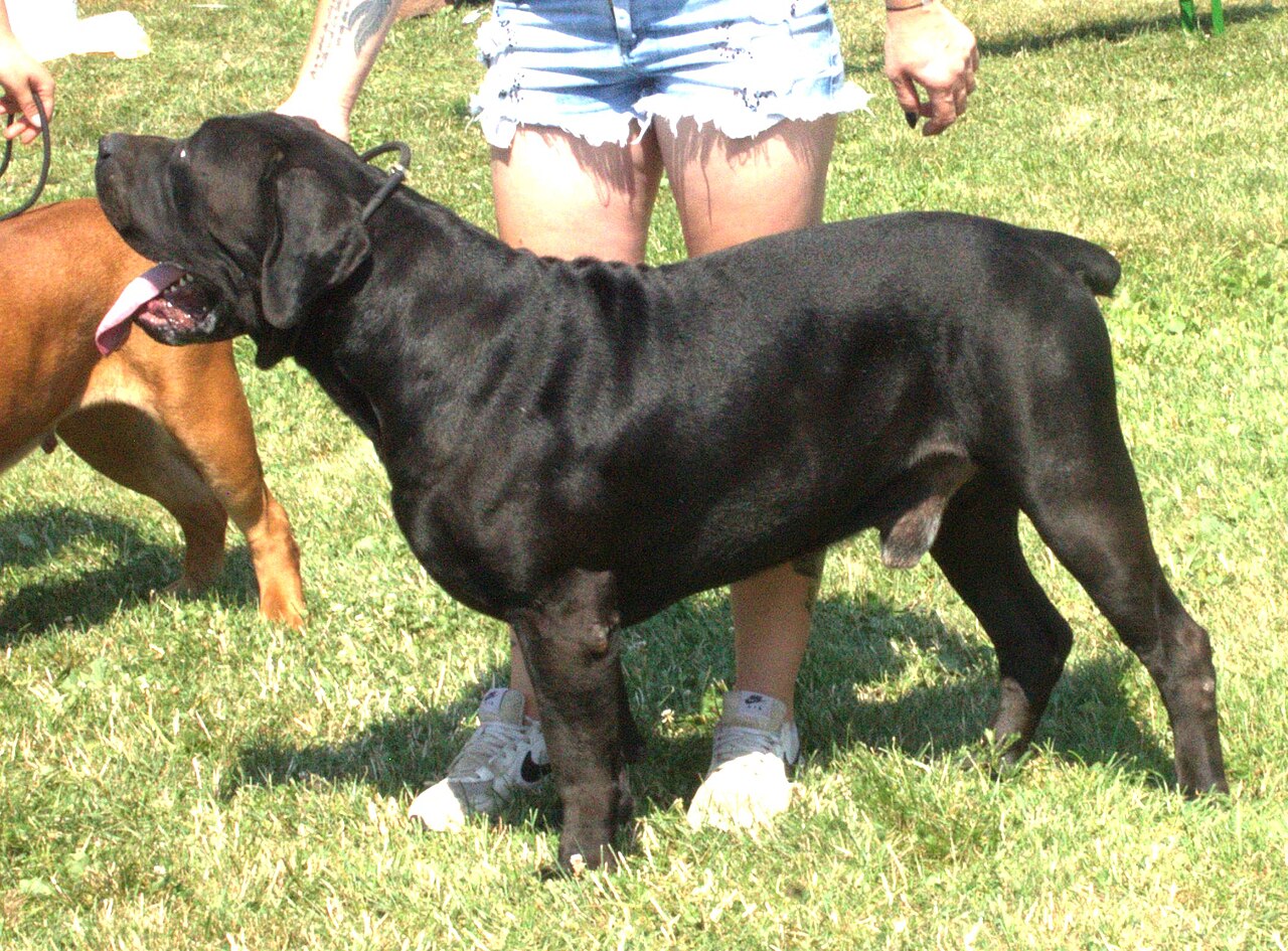 Boerboel