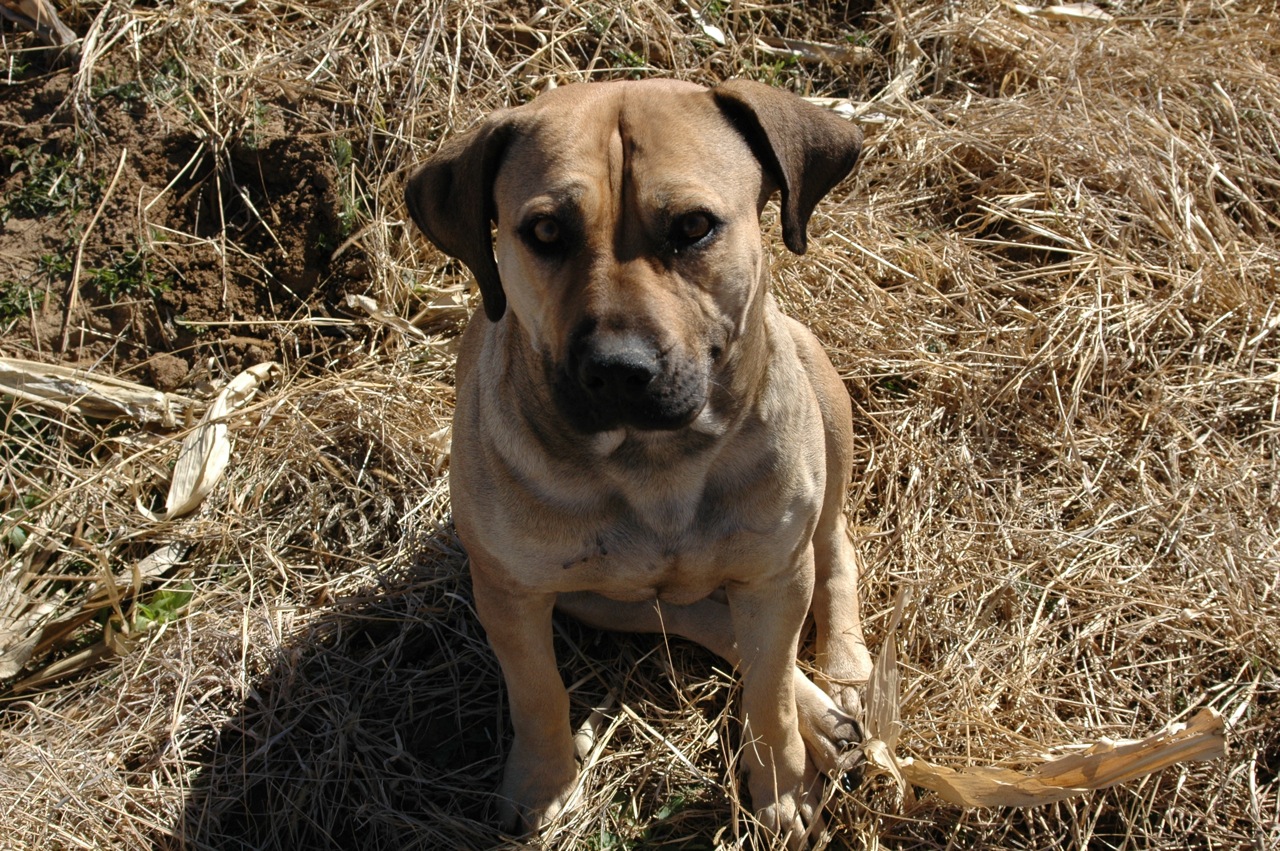 Boerboel