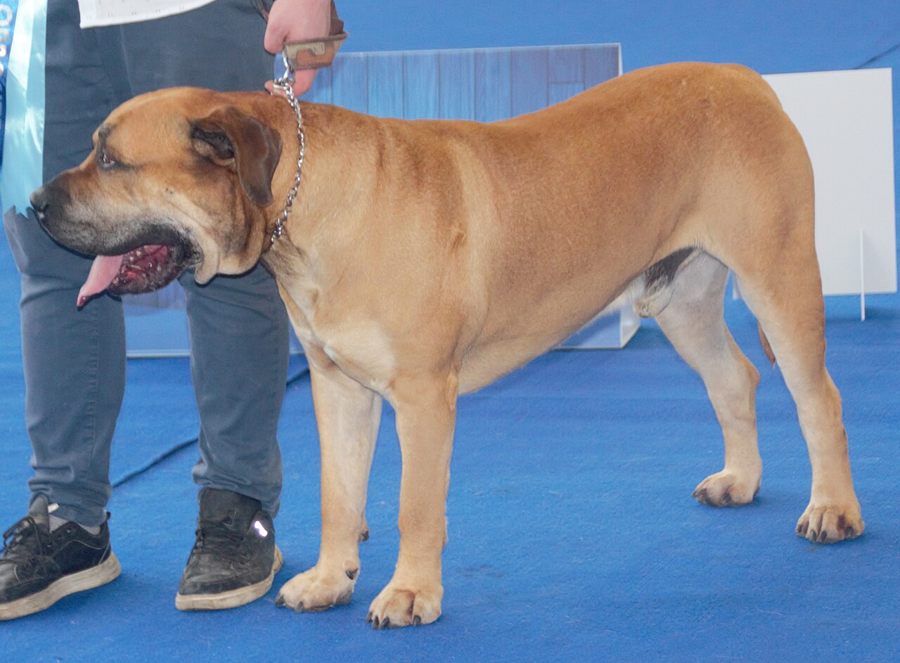 Boerboel