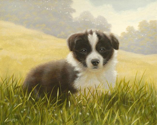 Border Collie
