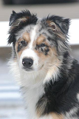 Border Collie