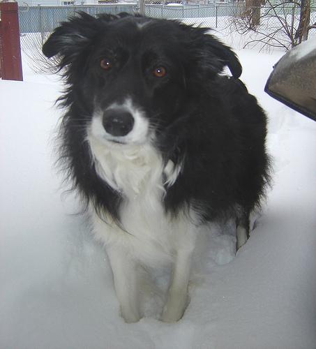 Border Collie