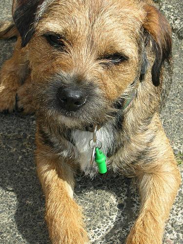 Border Terrier