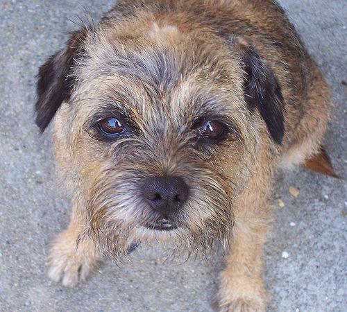 Border Terrier
