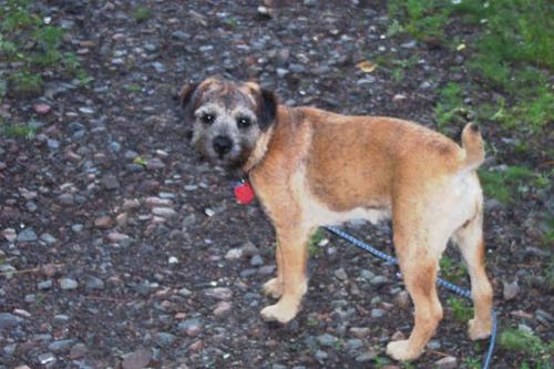 Border Terrier