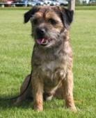Border Terrier