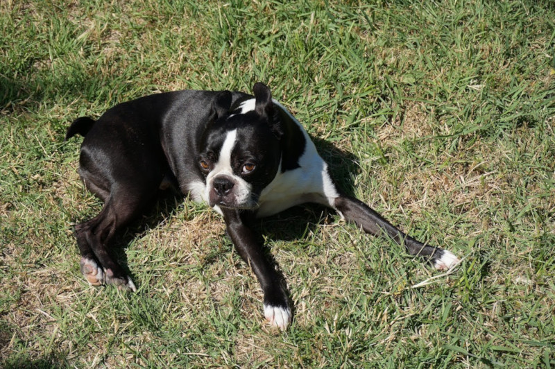 Boston Terrier