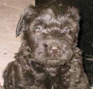 Bouvier des Flandres
