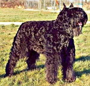 Bouvier des Flandres