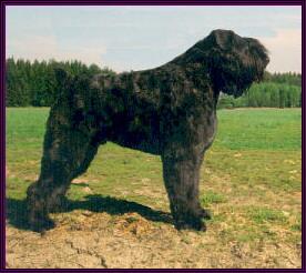 Bouvier des Flandres