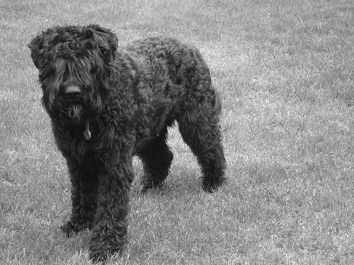 Bouvier des Flandres