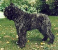 Bouvier des Flandres
