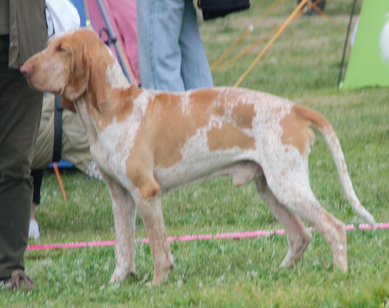 Bracco Italiano