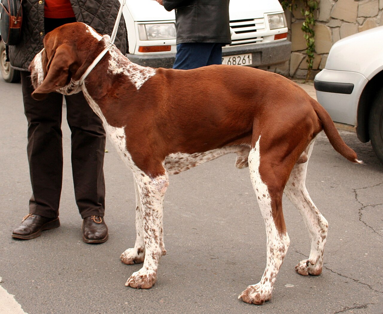 Bracco Italiano