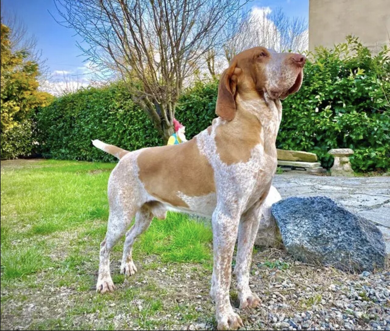 Bracco Italiano