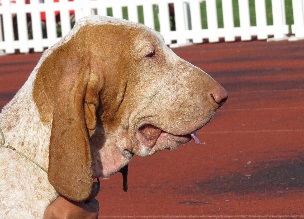 Bracco Italiano