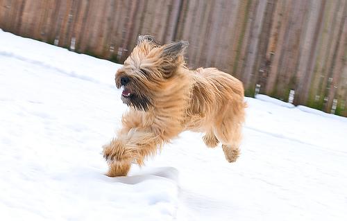Briard