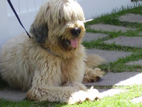 Briard