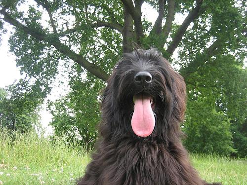 Briard